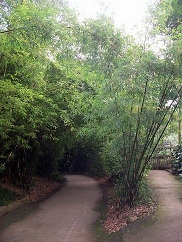 Base des pandas - Allées bordées de bambous inclinés