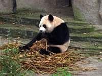 pandas-00020-vignette.jpg