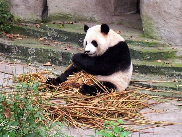 Panda en pleine dégustation de bambous