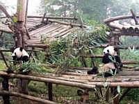 pandas-00070-vignette.jpg