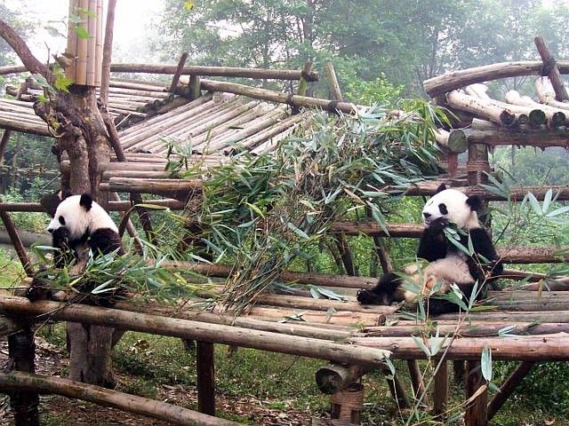 Young pandas
