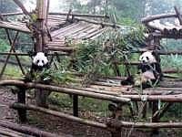 pandas-00080-vignette.jpg