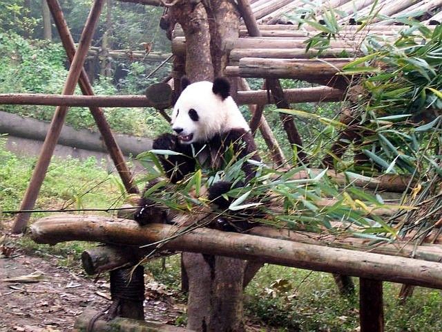 Young panda with bamboo leaves