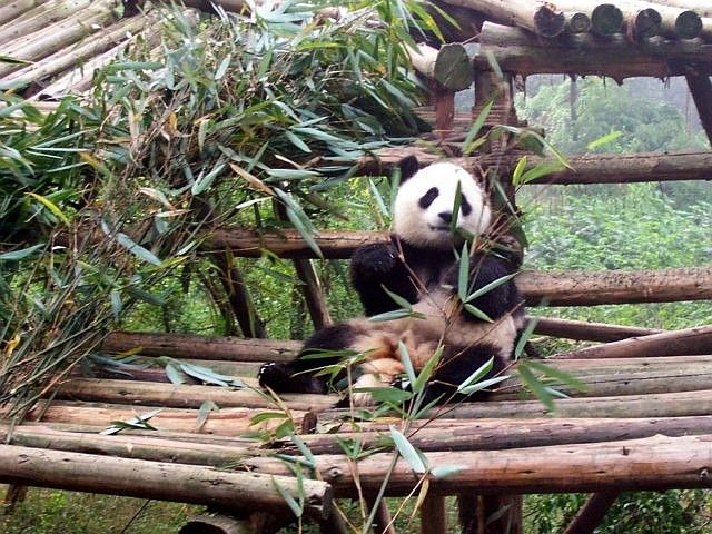 Jeune panda en position relax