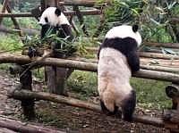 pandas-00130-vignette.jpg