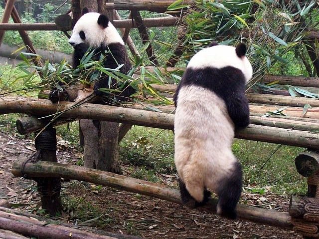 Jeune panda en pleine escalade
