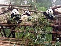 pandas-00150-vignette.jpg