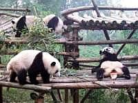 pandas-00170-vignette.jpg