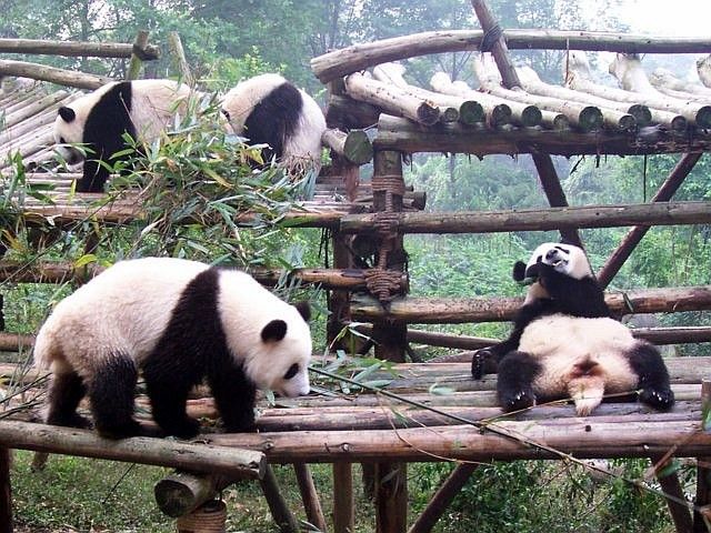 Four young pandas at Chengdu base