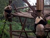 pandas-00210-vignette.jpg