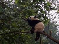 pandas-00220-vignette.jpg