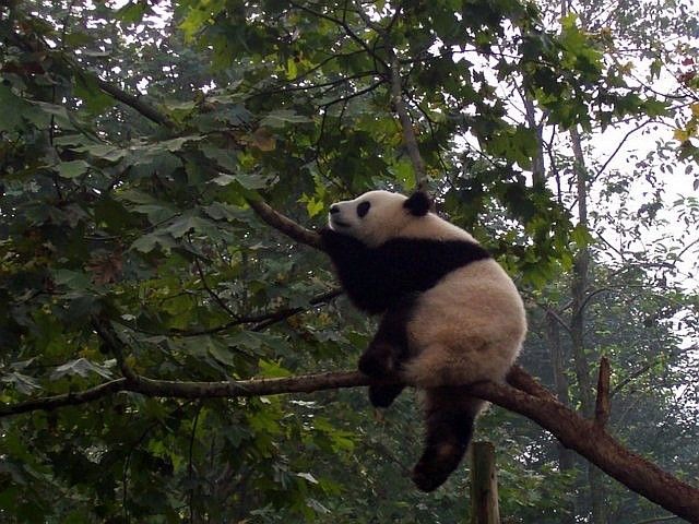 Panda sur une branche