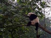 pandas-00240-vignette.jpg