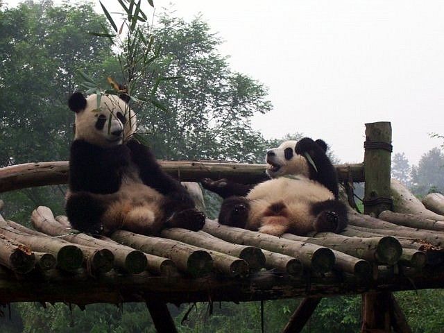 Pandas assis et couchés