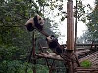 pandas-00280-vignette.jpg