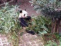 pandas-00310-vignette.jpg