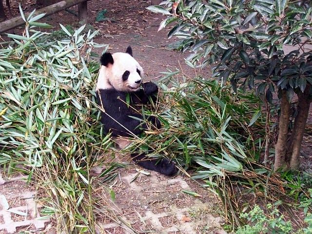 Young giant panda in Chengdu center
