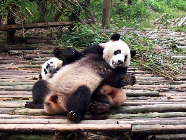 Facetious pandas