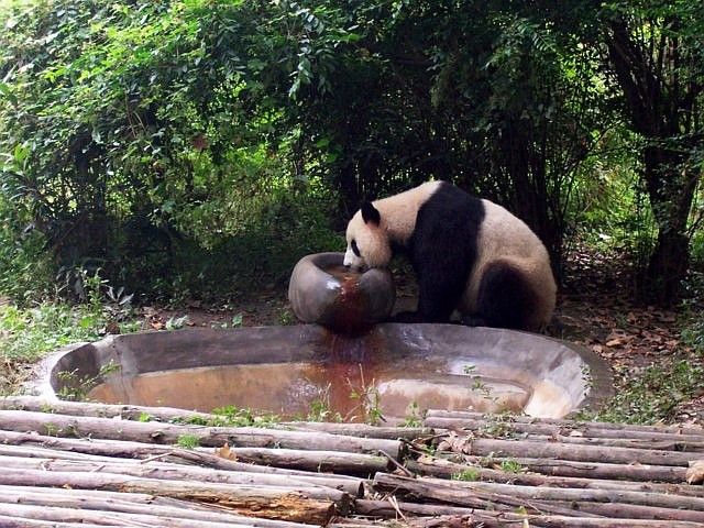 Panda drinking water