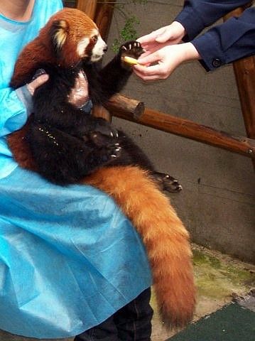 Panda roux prenant à manger