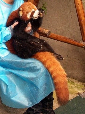 Panda roux mangeant tranquillement sur les genoux d'une dame
