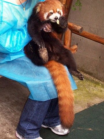 Red panda eating with one hand, relax