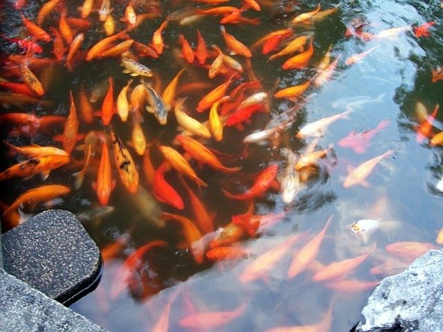 Yu garden - Fishes
