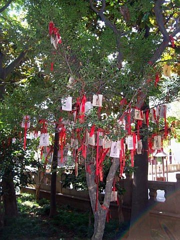 Confucius temple - Wishing tree