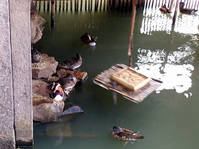 Humble administrator's garden - Ducks...