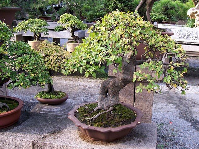 Humble administrator's garden - Several bonsais