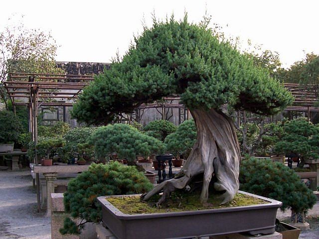 Humble administrator's garden - Bonsai