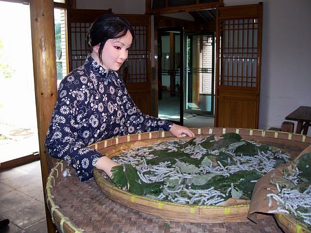 Silk museum - Silkworms