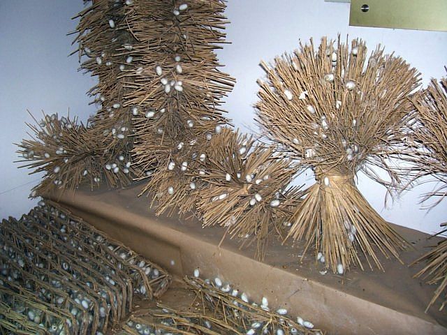 Musée de la soie - Expo' Cocons