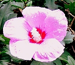Fleur nationale : l'hibiscus
