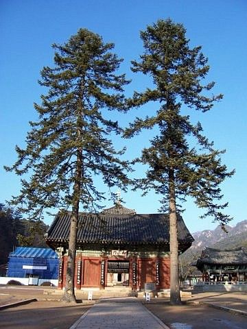 Beopjusa temple - Gate of the kings of Heaven, preceded by two tall pines