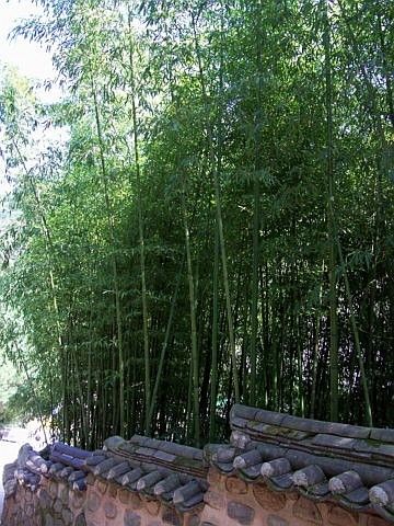 Temple Beomeosa - Bambous
