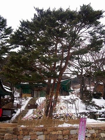 Temple Jeongdeungsa - Arbre
