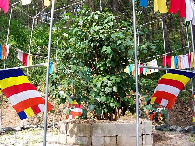Manbulsa temple - Tree