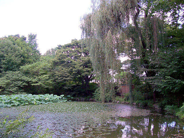 Changgyeonggung palace - Pond with waterlilies