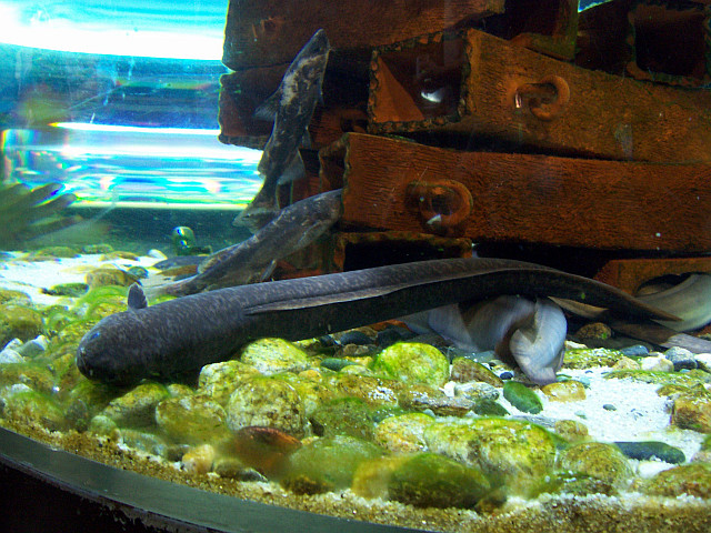 Coex Aquarium (view 2)