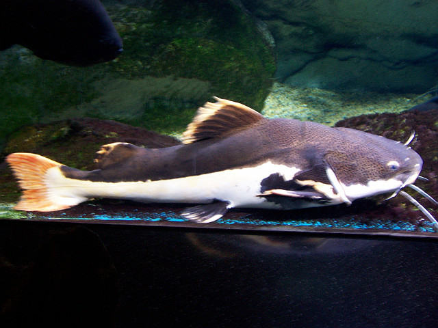 Coex Aquarium (view 7)