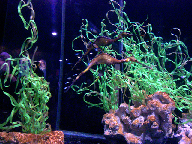 Coex Aquarium (view 9)