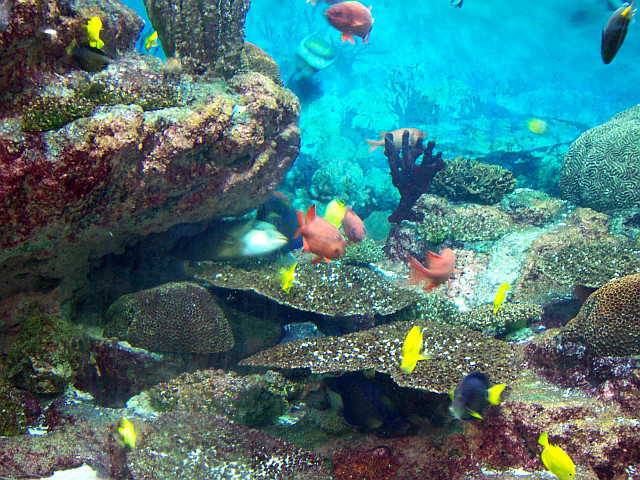 Coex Aquarium (view 11)