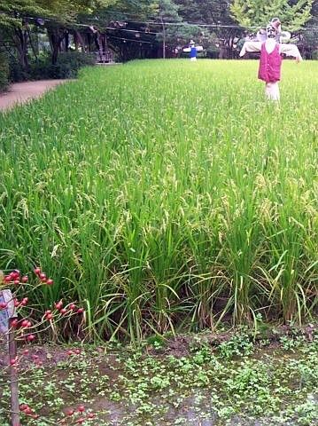 Yong-in folk village - Paddy field