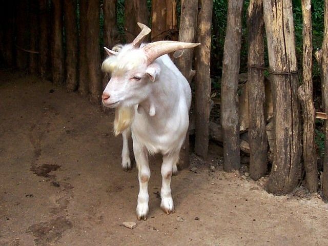 Yong-in folk village - Goat