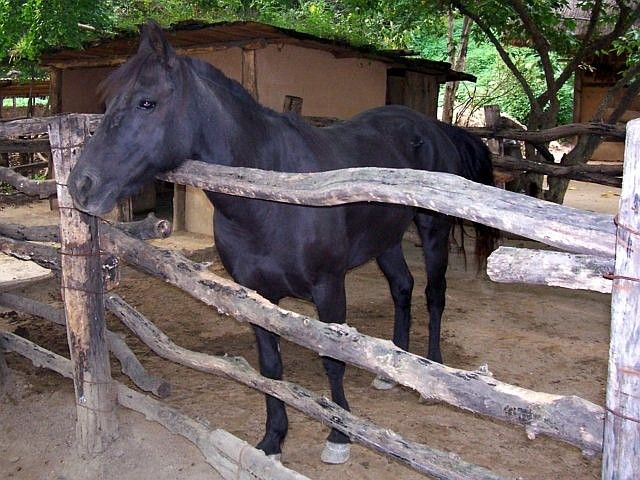 Yong-in folk village - Horse