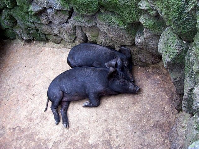 Yong-in folk village - Jeju pigs