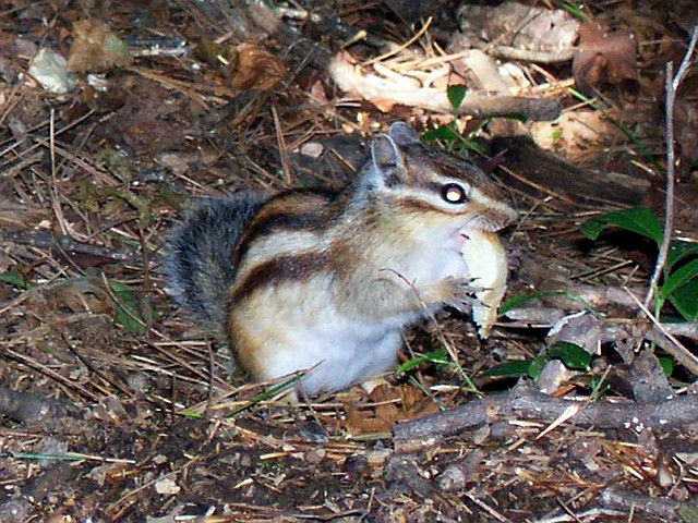 Woraksan - écureuil rayé