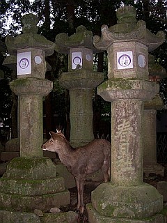Deer between lanterns
