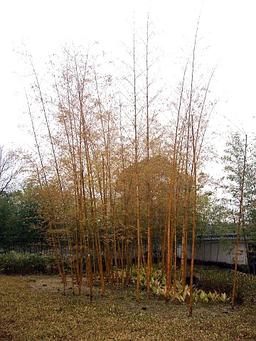 Jardins Koko-en - Bambous